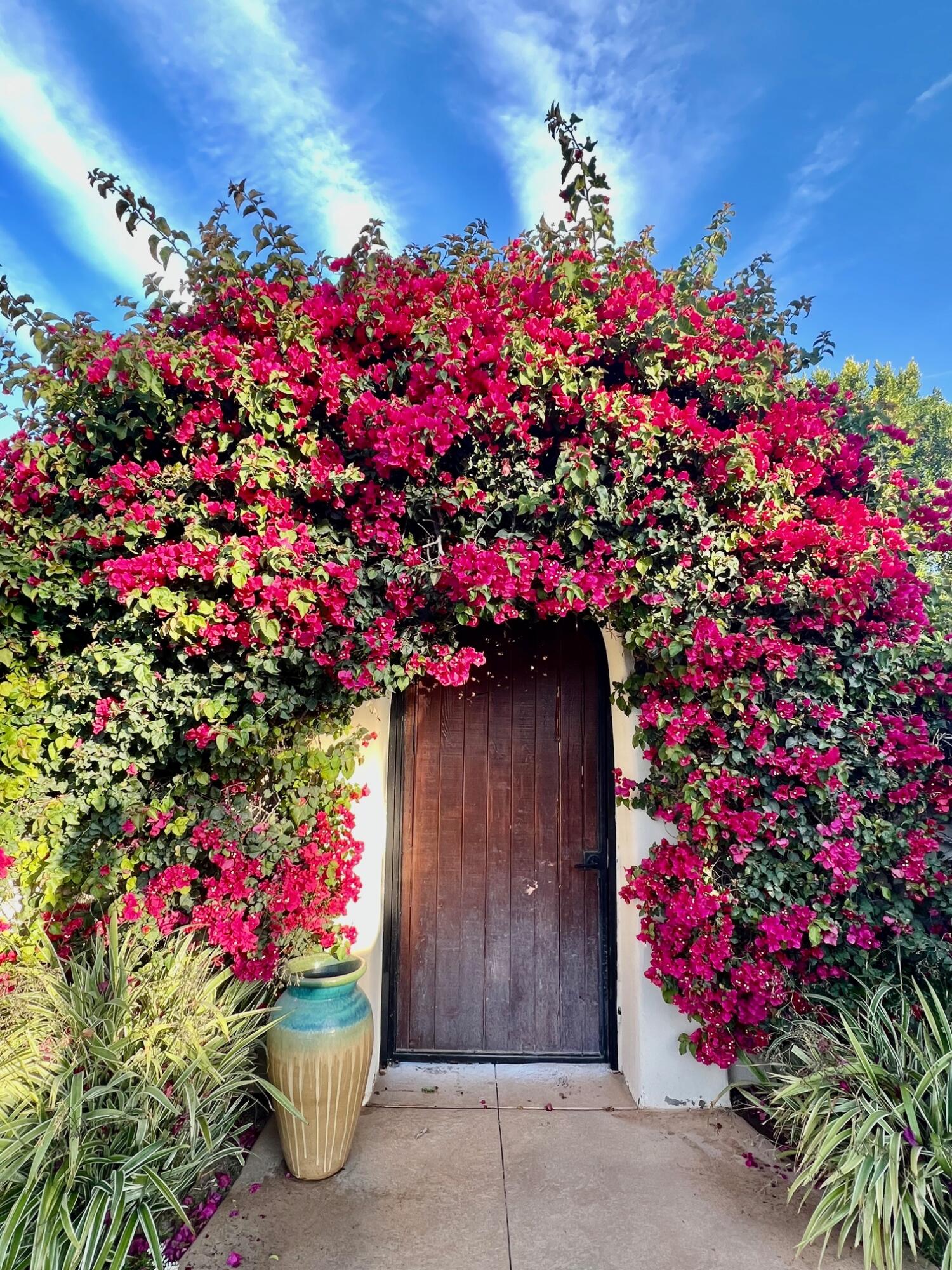42590 Sandy Bay Road Bermuda Dunes, CA 92203 - Photo 41 of 45 a flower plants