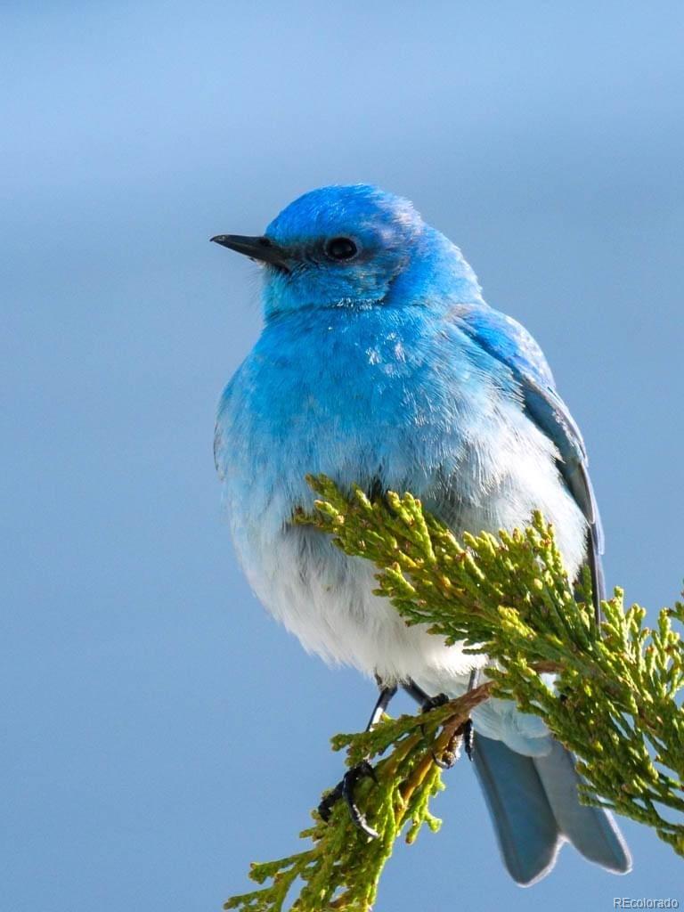 26830 Longview Drive Conifer, CO 80433 - Photo 26 of 26