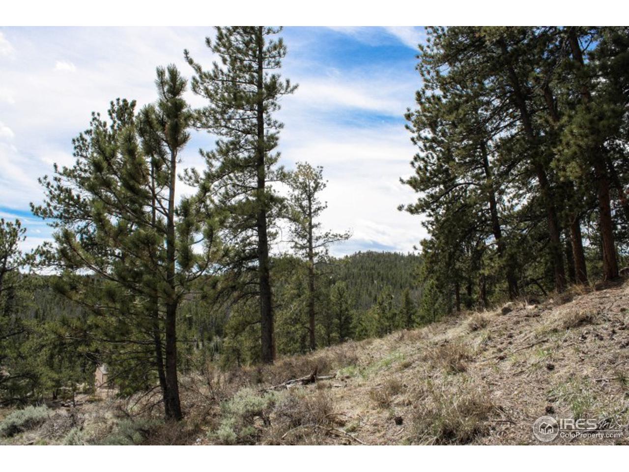 34 Beartrap Road Red Feather Lakes, CO 80545 - Photo 12 of 17 a view of a dry yard