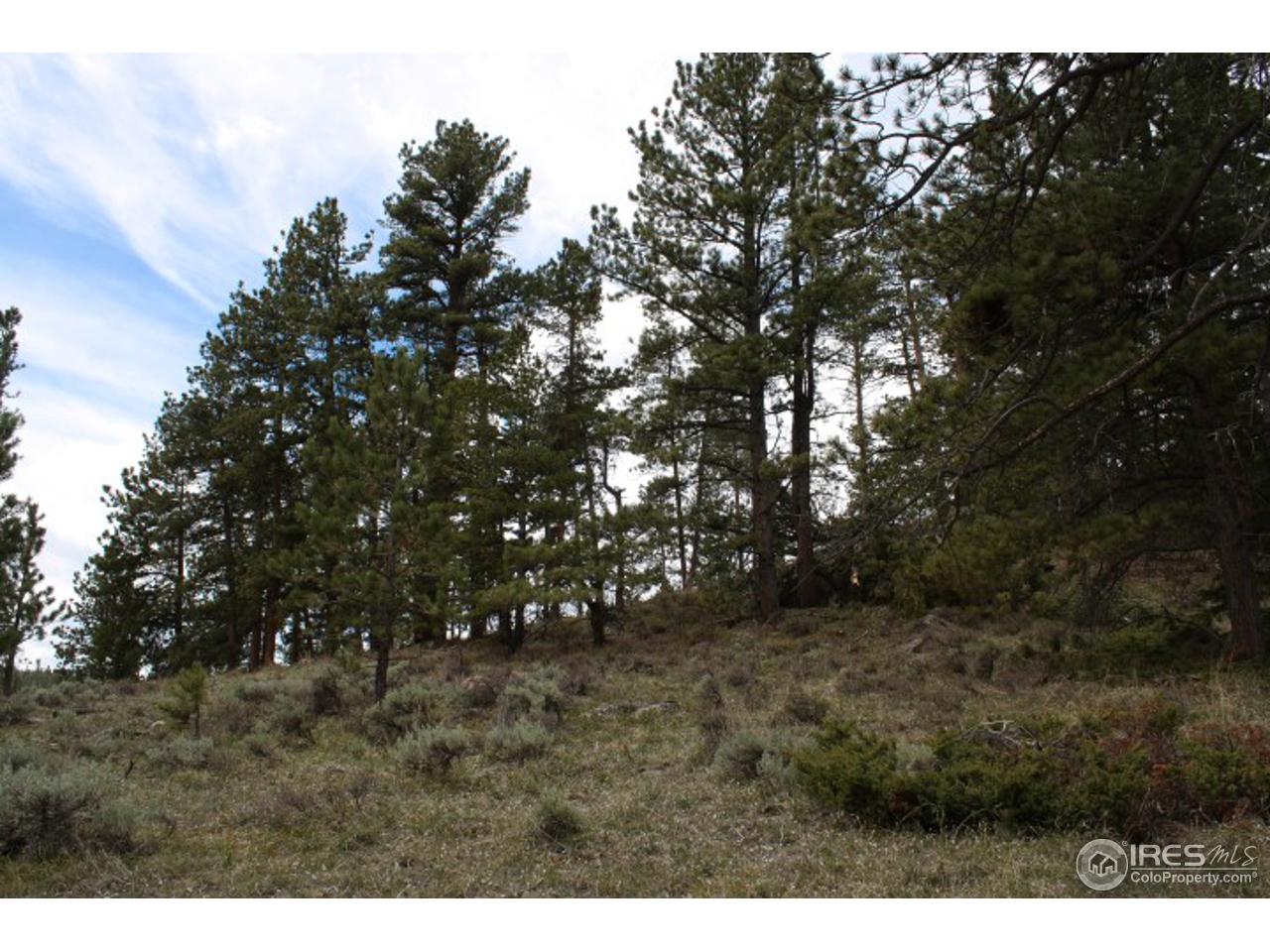 34 Beartrap Road Red Feather Lakes, CO 80545 - Photo 13 of 17 a view of outdoor space and tree