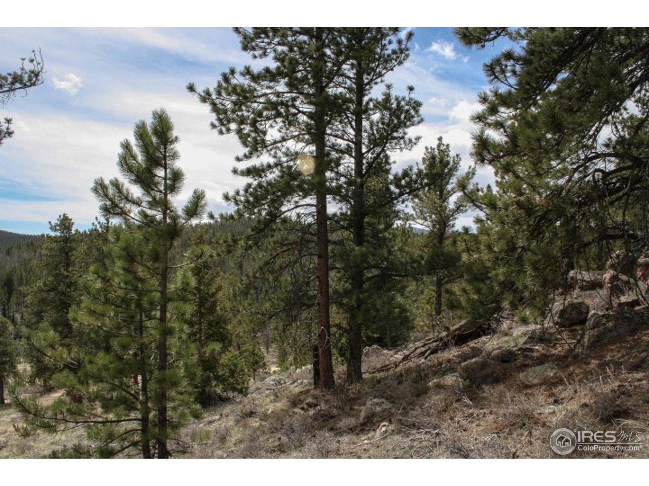 34 Beartrap Road Red Feather Lakes, CO 80545 - Photo 15 of 17 a view of a forest with a tree