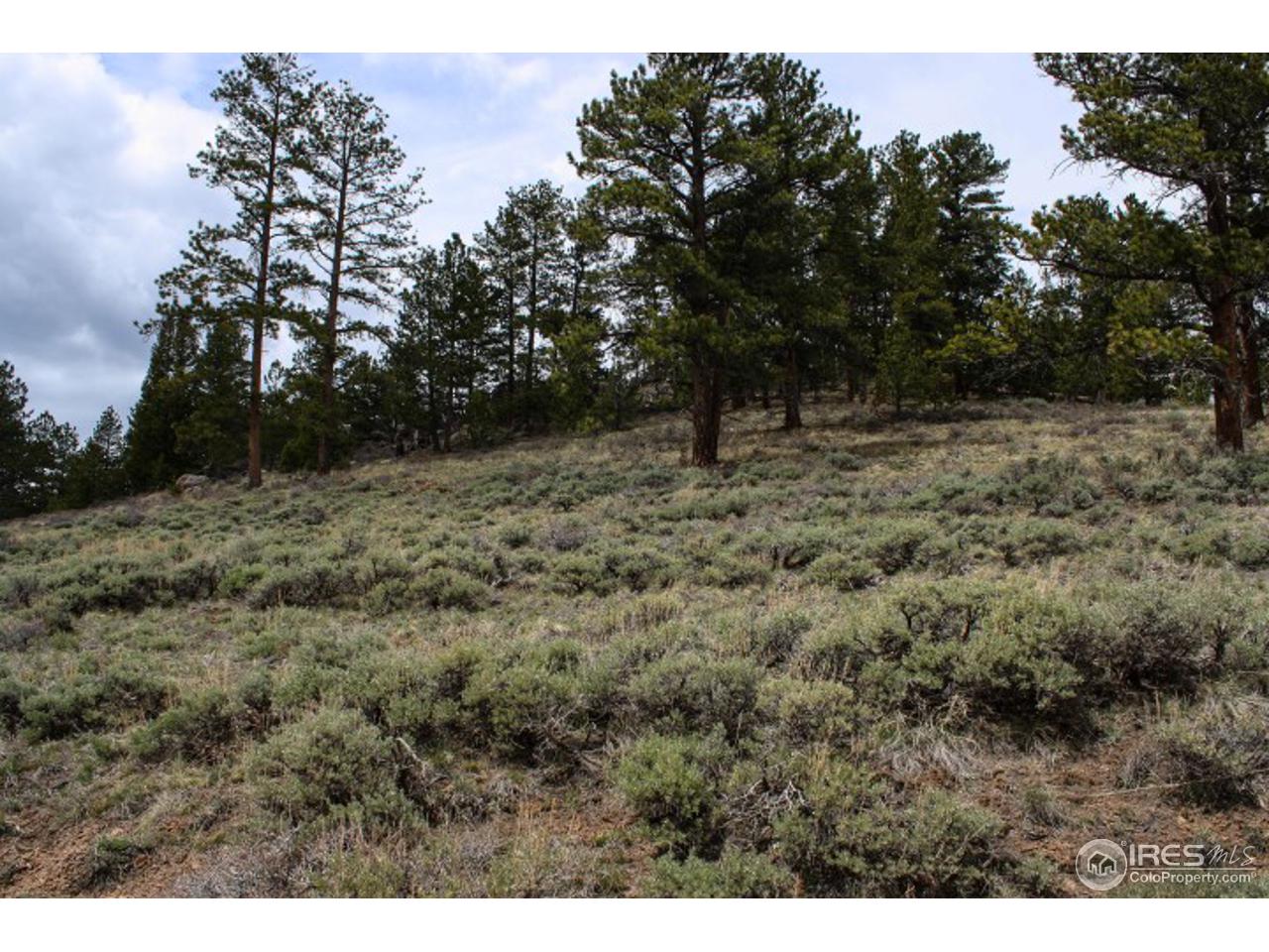34 Beartrap Road Red Feather Lakes, CO 80545 - Photo 16 of 17 a view of a dry yard with trees