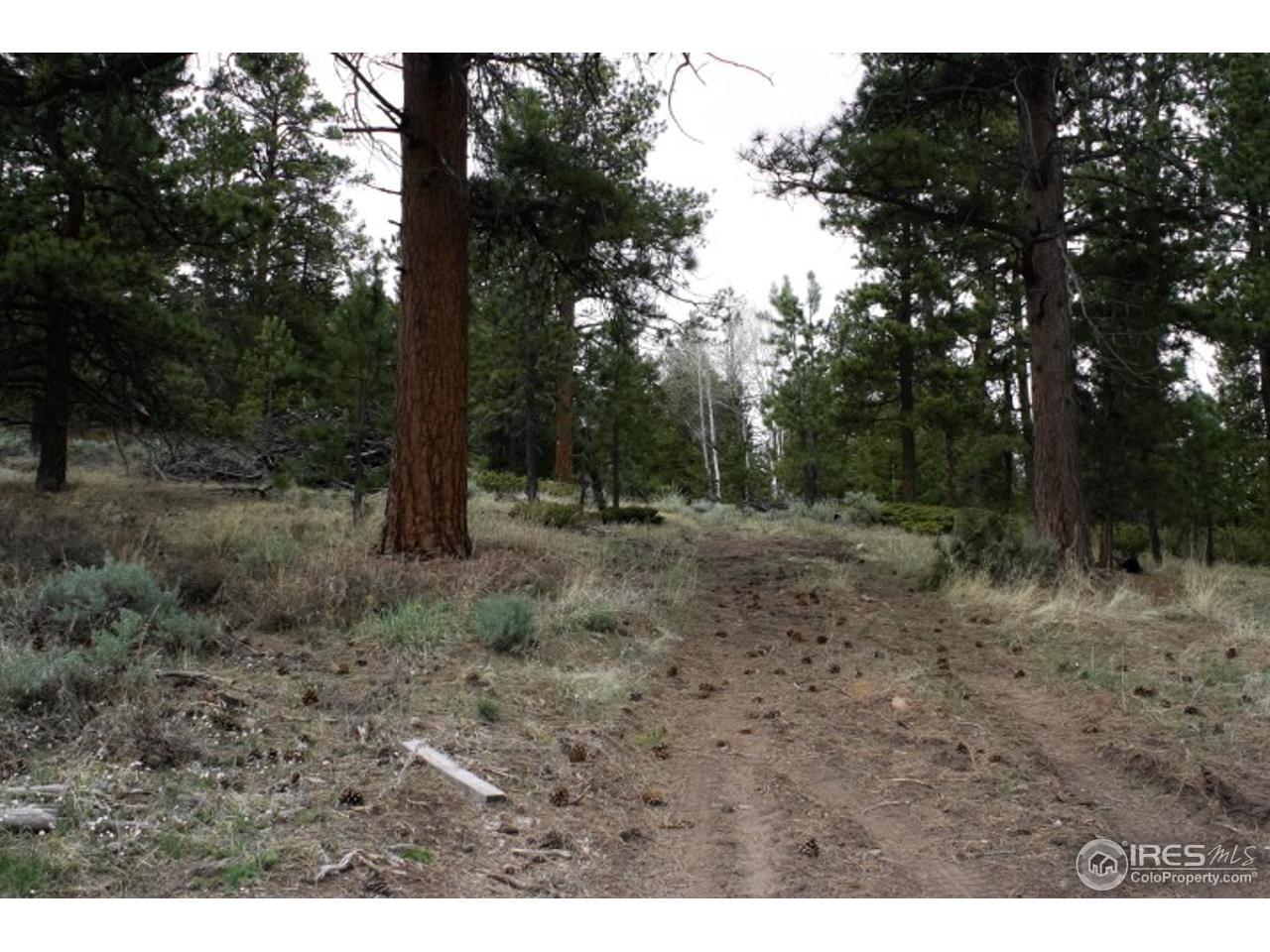 34 Beartrap Road Red Feather Lakes, CO 80545 - Photo 3 of 17 a view of outdoor space with trees