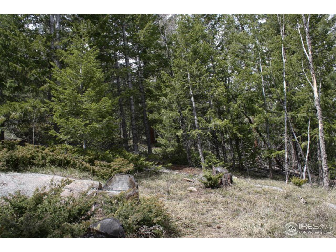 34 Beartrap Road Red Feather Lakes, CO 80545 - Photo 5 of 17 a view of a forest with a tree