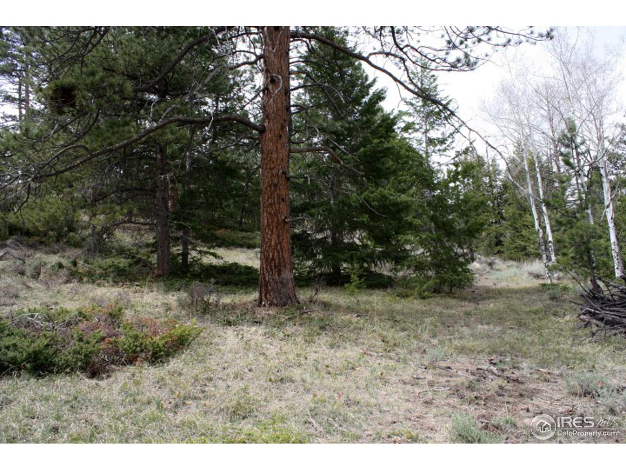 34 Beartrap Road Red Feather Lakes, CO 80545 - Photo 6 of 17 a view of a yard