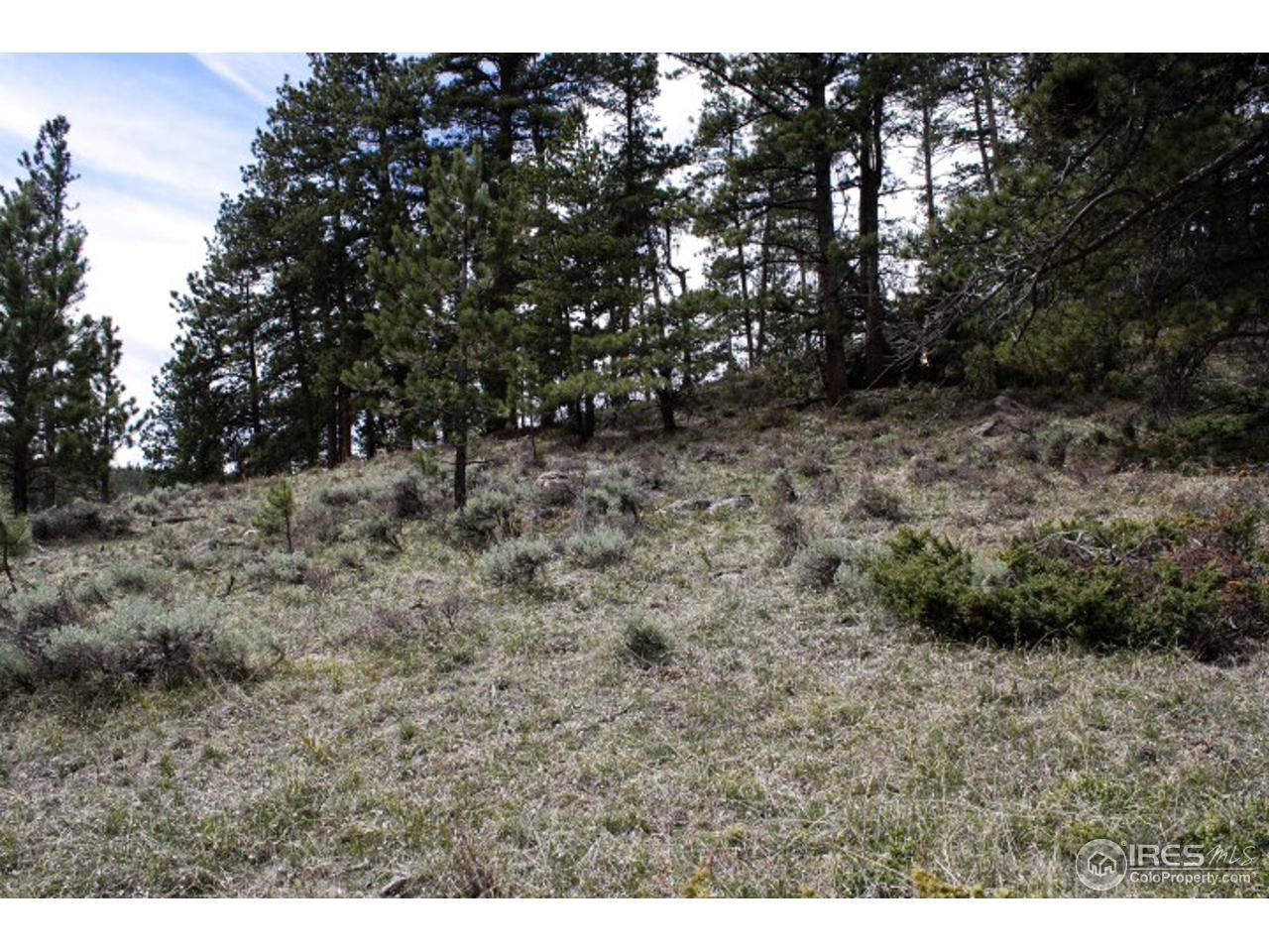 34 Beartrap Road Red Feather Lakes, CO 80545 - Photo 7 of 17 a view of a dry yard with trees