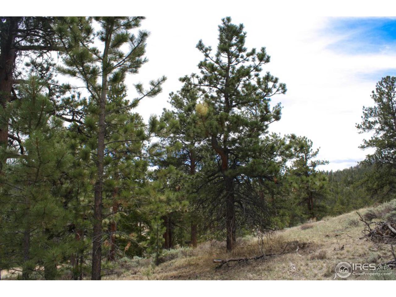 34 Beartrap Road Red Feather Lakes, CO 80545 - Photo 10 of 17 a view of a tree
