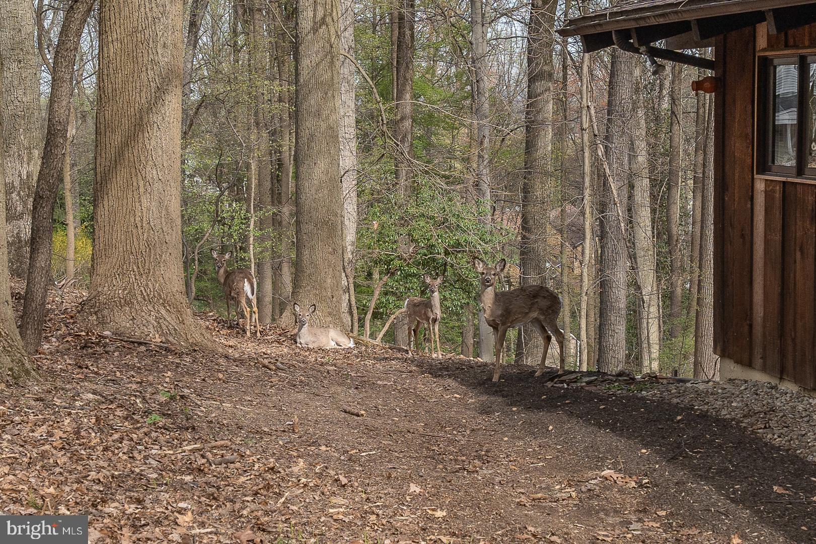 759 Hedges Lane Wayne, PA 19087 - Photo 60 of 60 Lots of wildlife