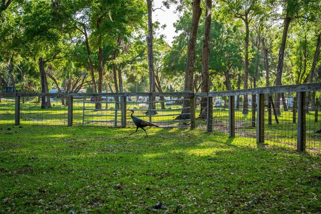 Fishermans Road Paisley, FL 32767 - Photo 62 of 77 a view of a park with large trees