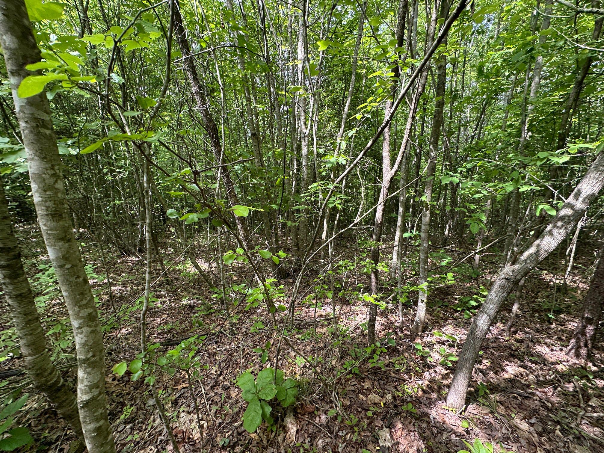 1802 River Road Williamsburg, KY 40769 - Photo 27 of 59 Woods
