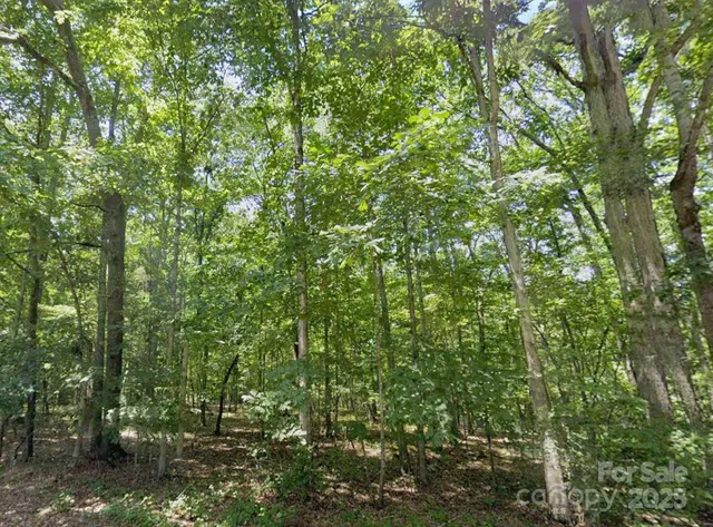 a view of a forest with trees in the background