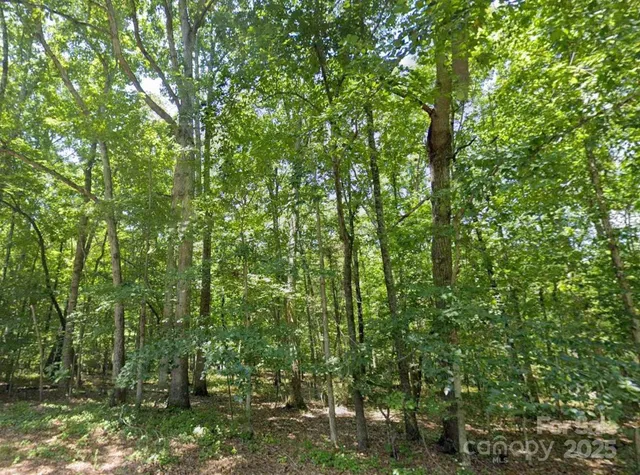 a view of a lush green forest