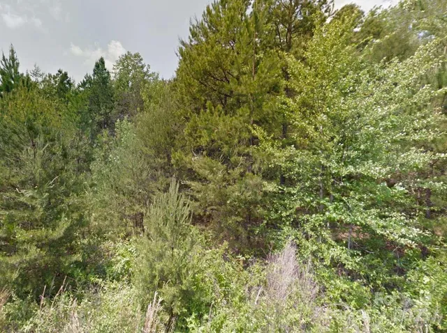 a view of a lush green forest