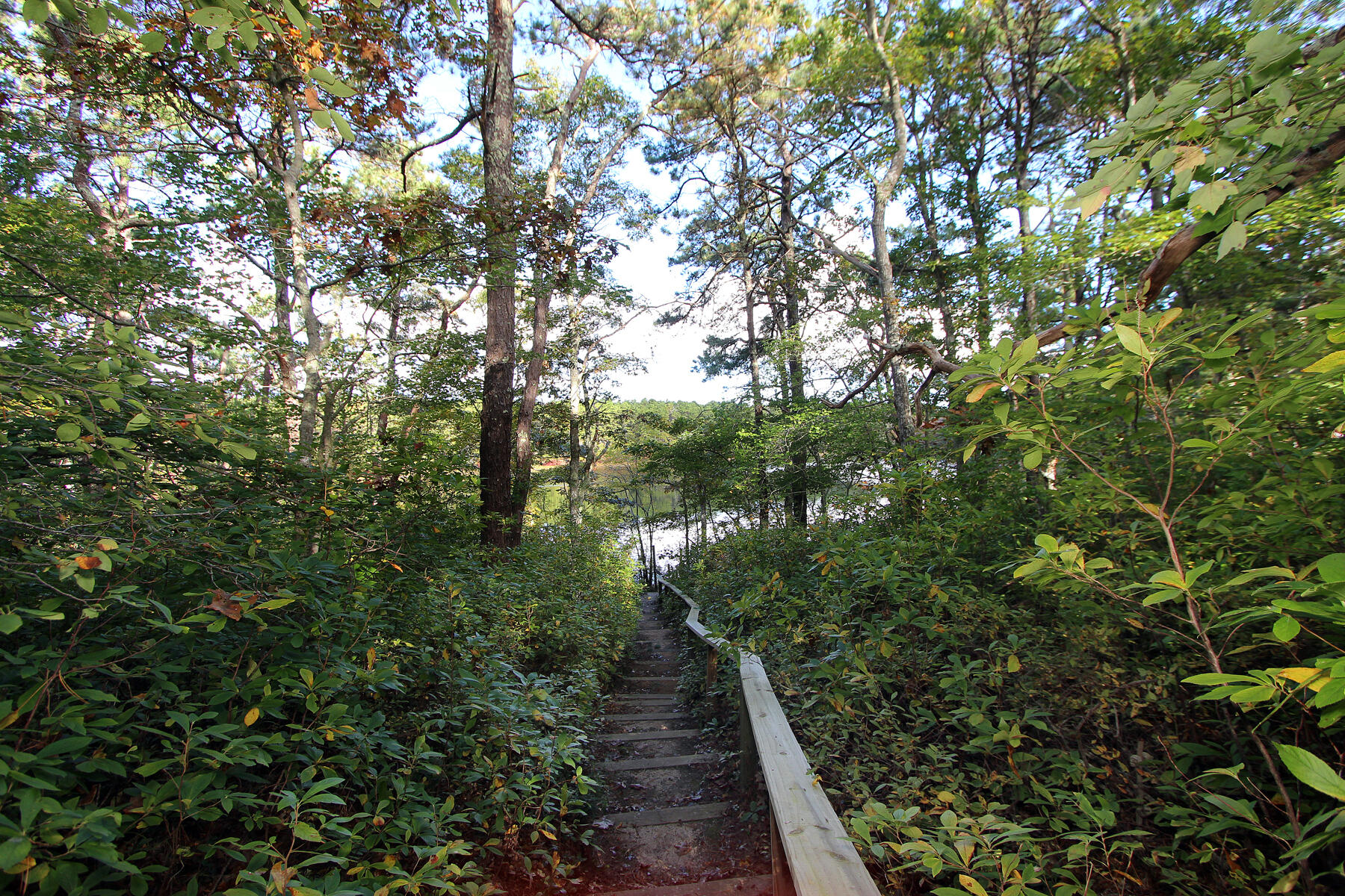 222 Buck Island Road, Unit 53 West Yarmouth, MA 02673 - Photo 22 of 23 a view of a lots of trees and bushes