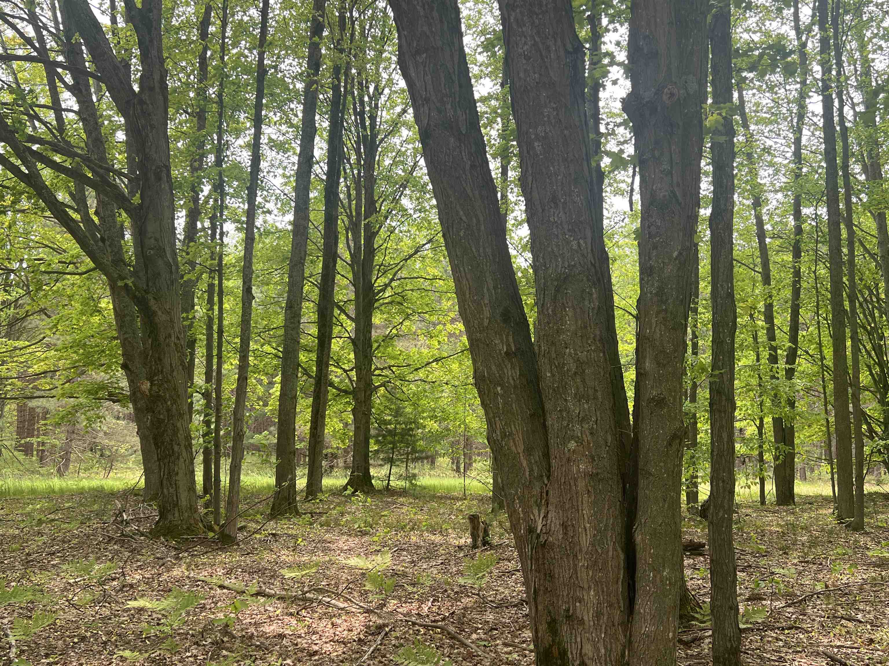 135 Montgomery Road Southwest South Boardman, MI 49680 - Photo 53 of 59