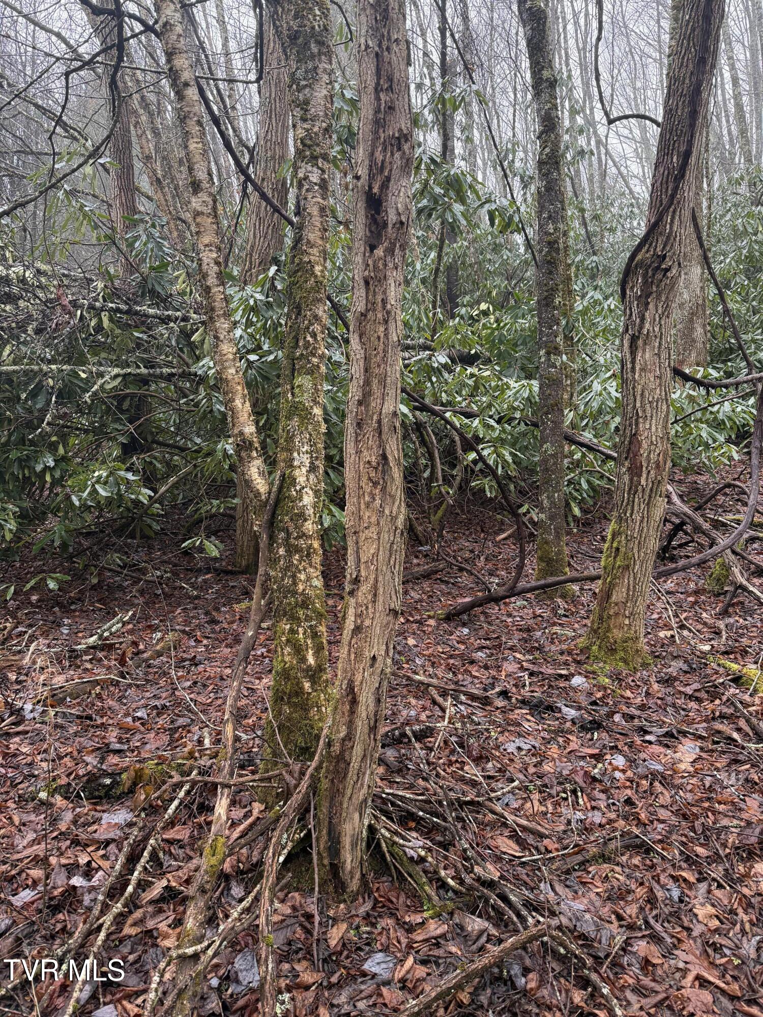 Tbd Stockton Road Roan Mountain, TN 37687 - Photo 3 of 11 IMG_0219