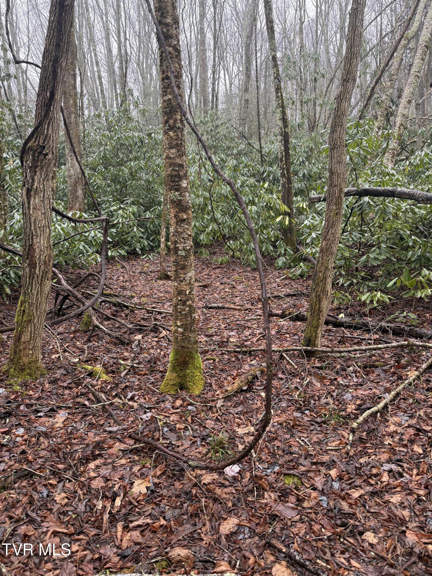Tbd Stockton Road Roan Mountain, TN 37687 - Photo 4 of 11 IMG_0218