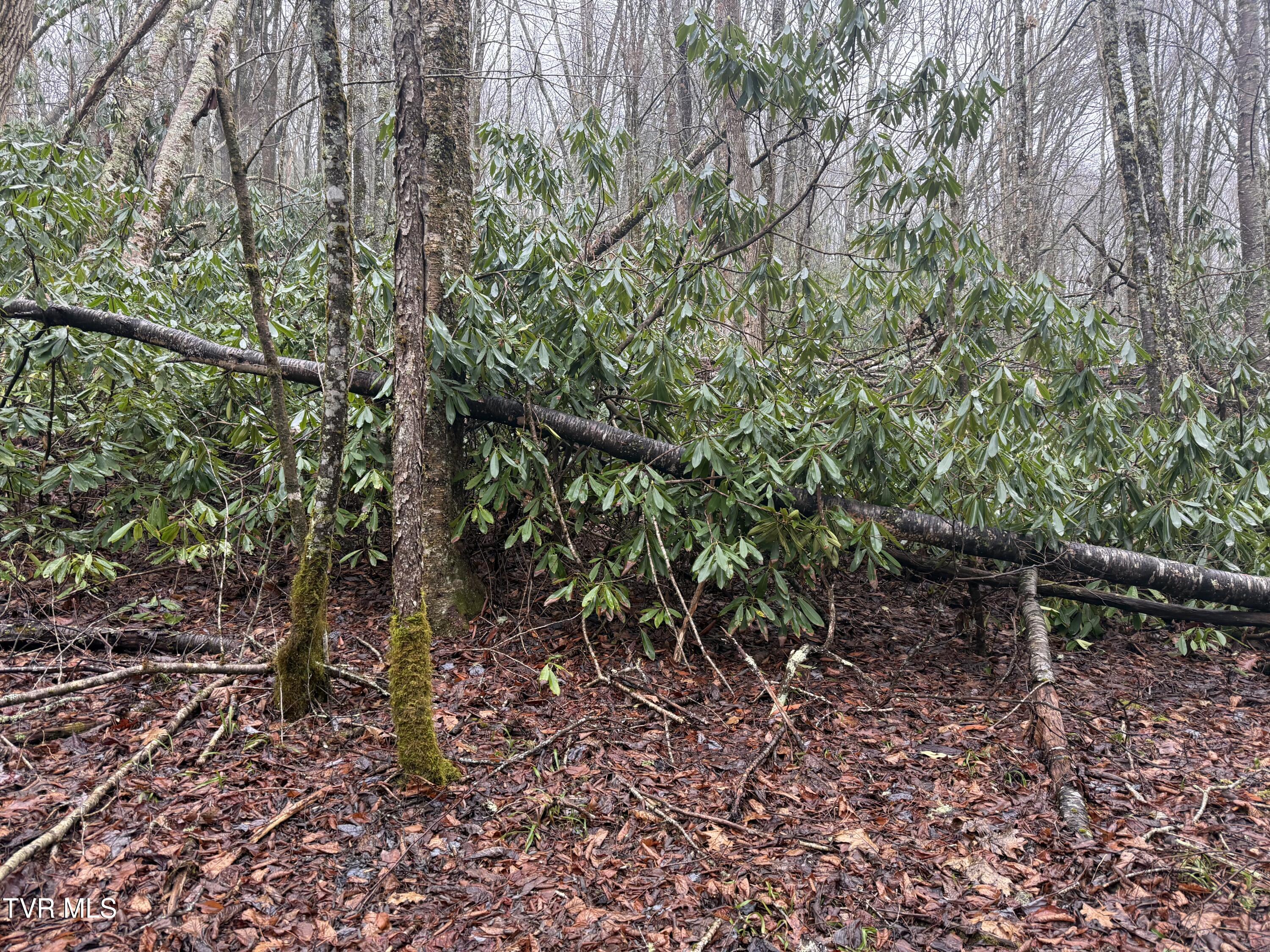 Tbd Stockton Road Roan Mountain, TN 37687 - Photo 5 of 11 IMG_0220