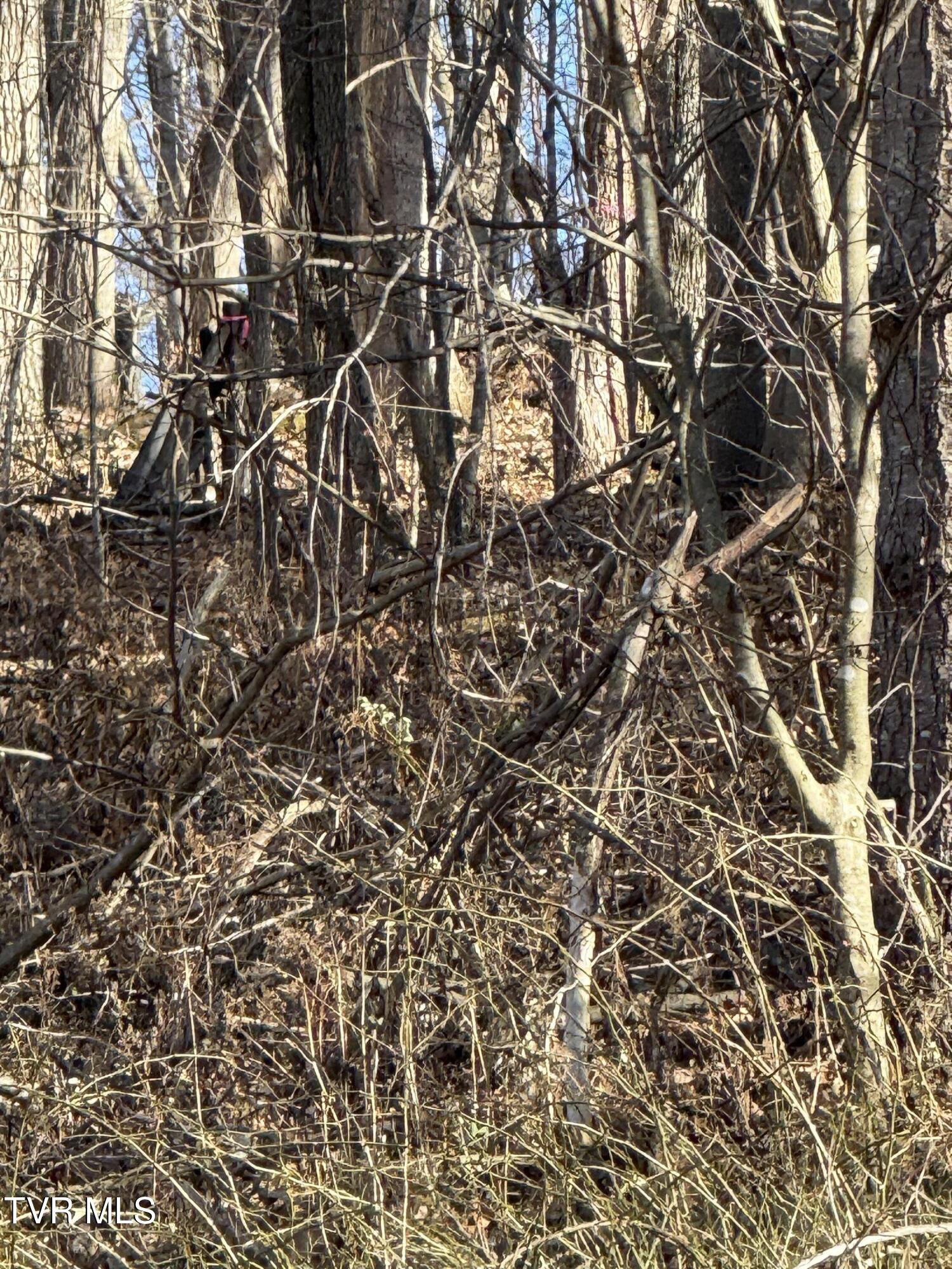 Tbd Stockton Road Roan Mountain, TN 37687 - Photo 9 of 11 IMG_0172