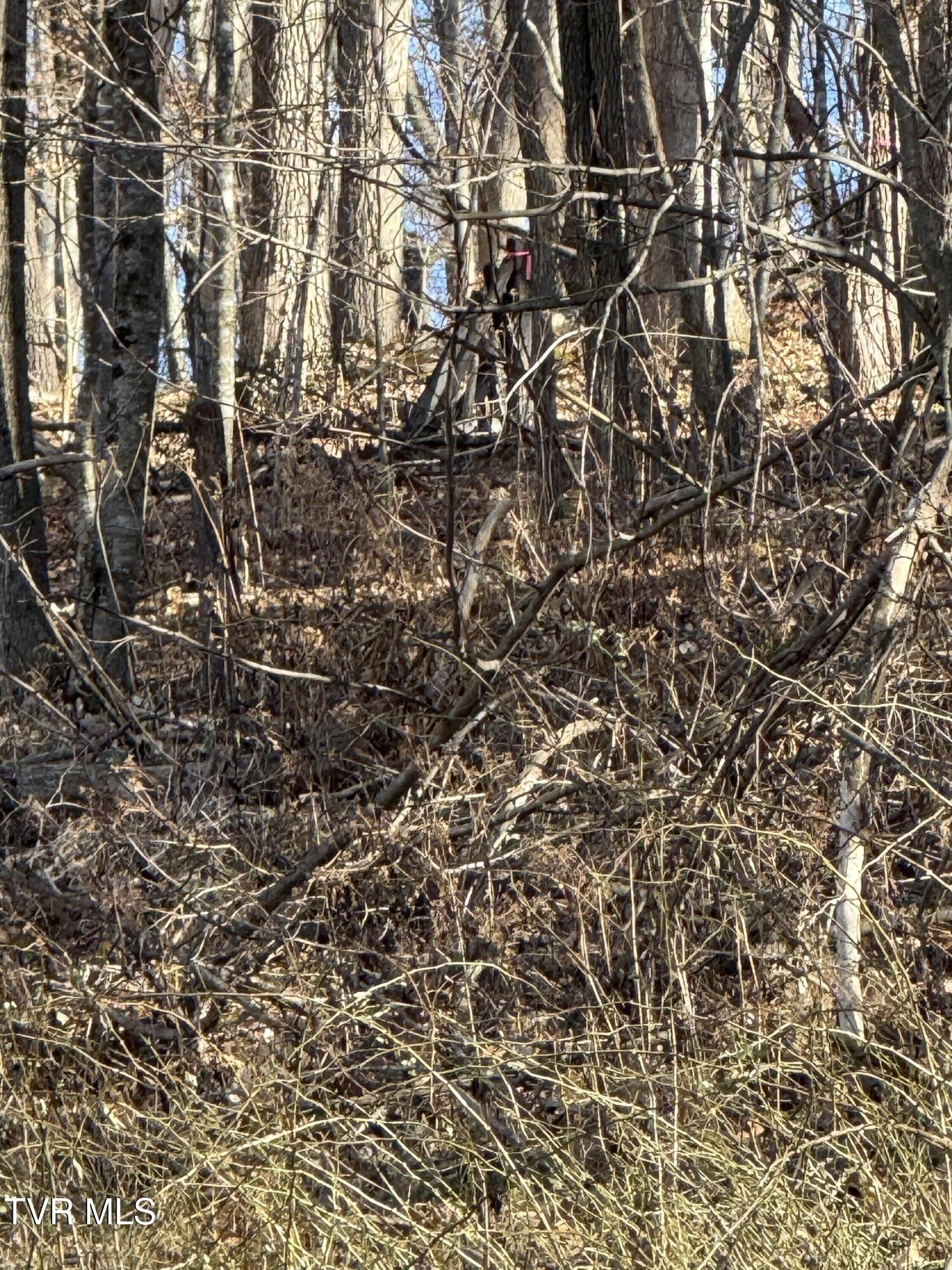 Tbd Stockton Road Roan Mountain, TN 37687 - Photo 10 of 11 IMG_0171