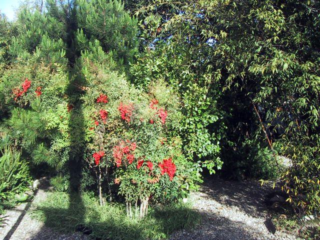 30 San Roque Road Santa Barbara, CA 93105 - Photo 13 of 19 Backyard