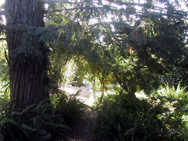 30 San Roque Road Santa Barbara, CA 93105 - Photo 15 of 19 Backyard and Redwood Tree
