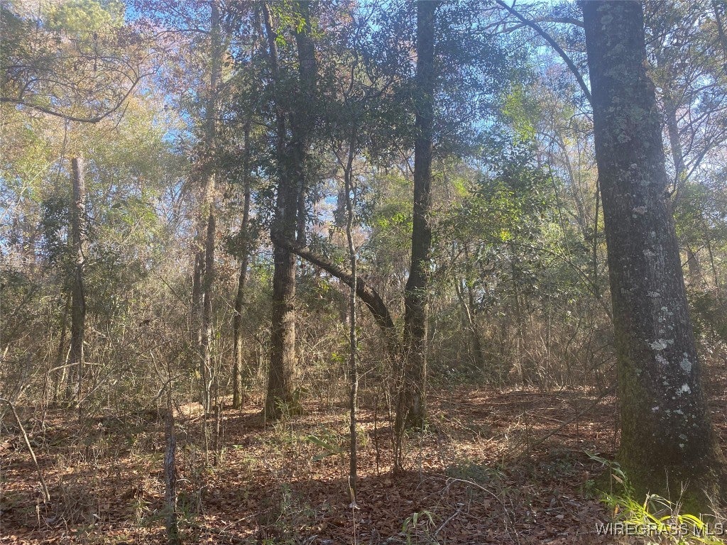 675 Lessie Culpepper Road Coffee Springs, AL 36318 - Photo 4 of 18 Gallery Image 4