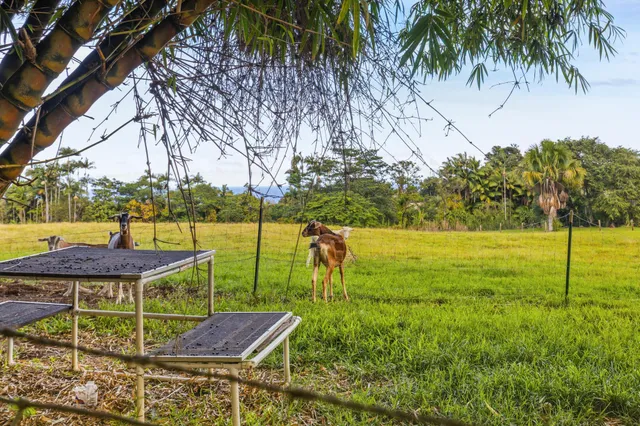 a view of a big yard with a large trees