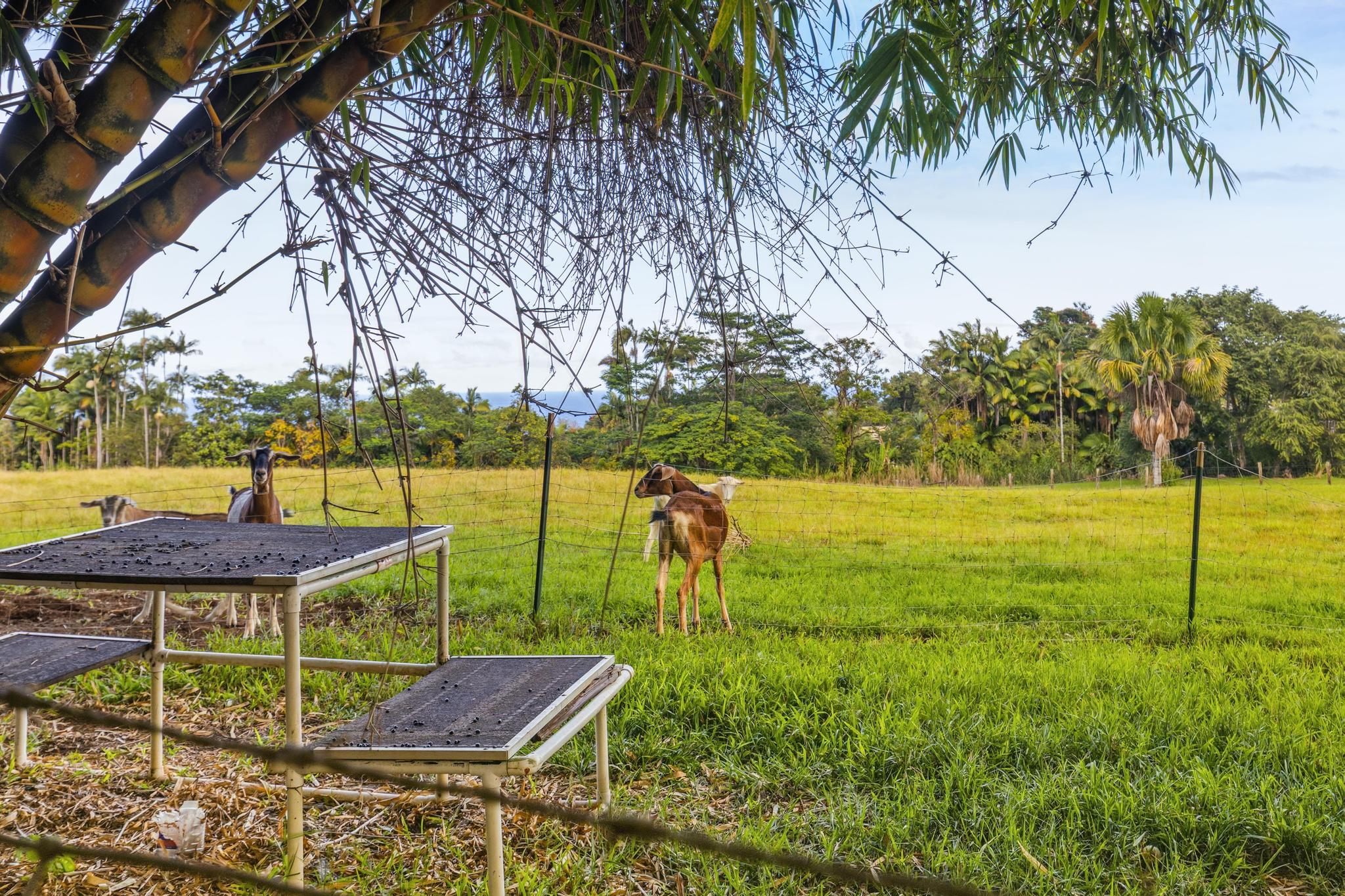 7 Iliopua Road Honomu, HI 96728 - Photo 24 of 30 a view of a backyard and swimming pool