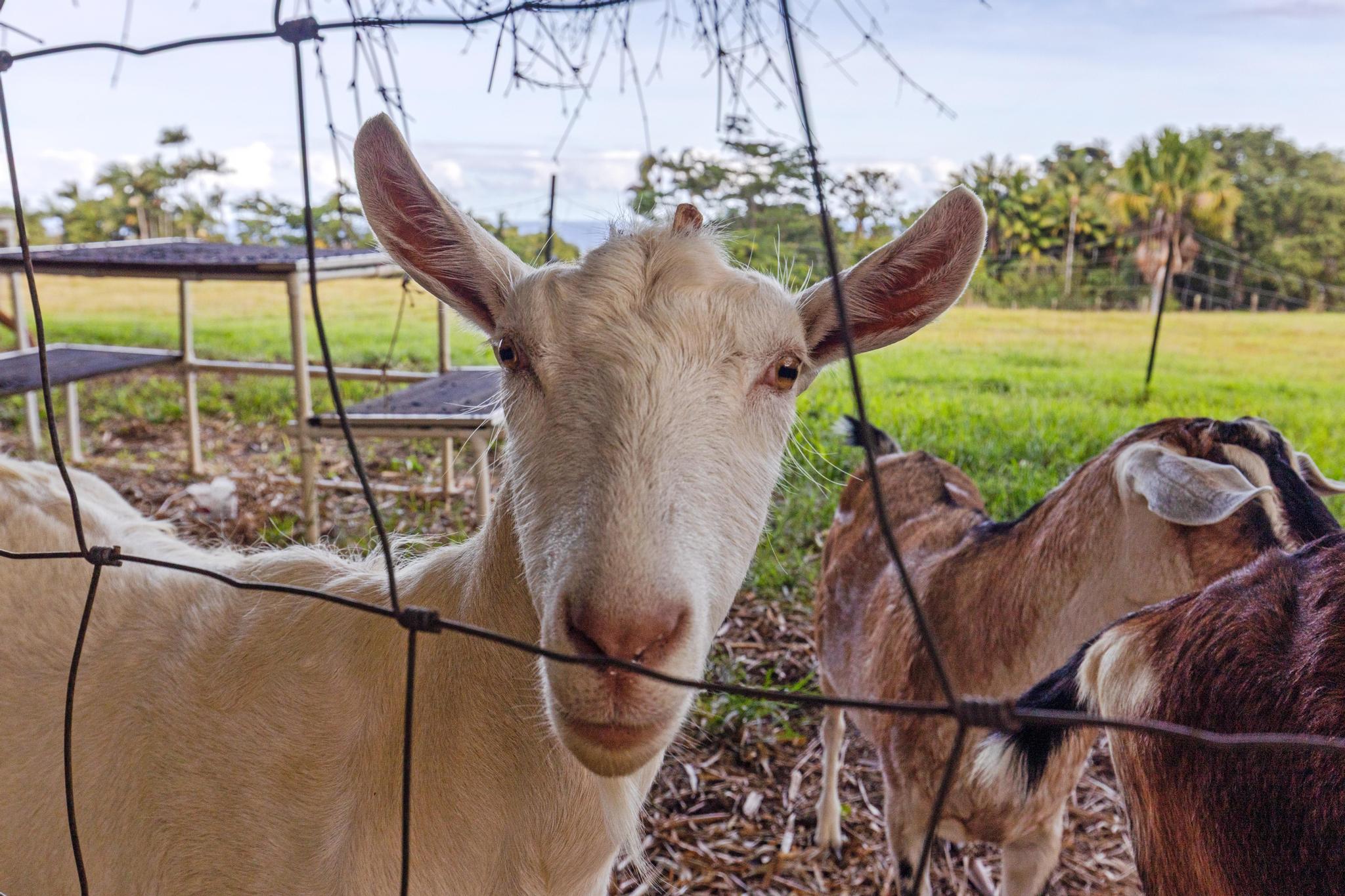 7 Iliopua Road Honomu, HI 96728 - Photo 25 of 30 a view of outdoor space and yard