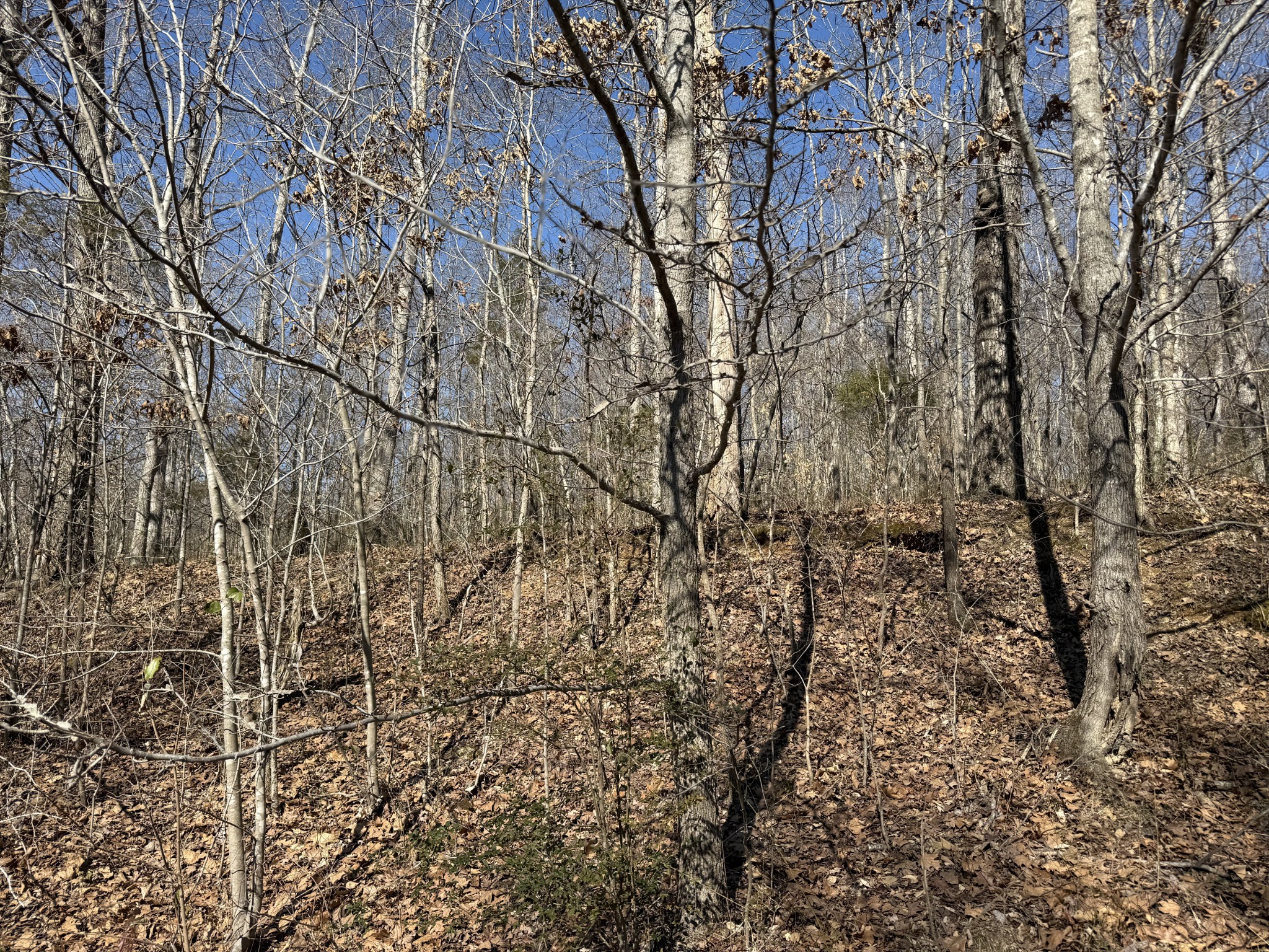 0 Hurricane Loop Tennessee Ridge, TN 37178 - Photo 2 of 9 a view of a yard with green space