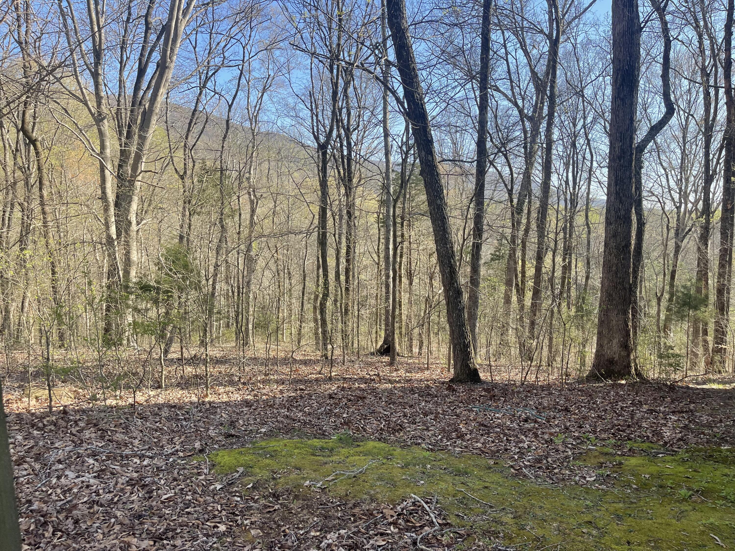 109 Homestead Road Whitwell, TN 37397 - Photo 112 of 130 DE51919A-A7A8-442F-A3A6-E30B29E1097C