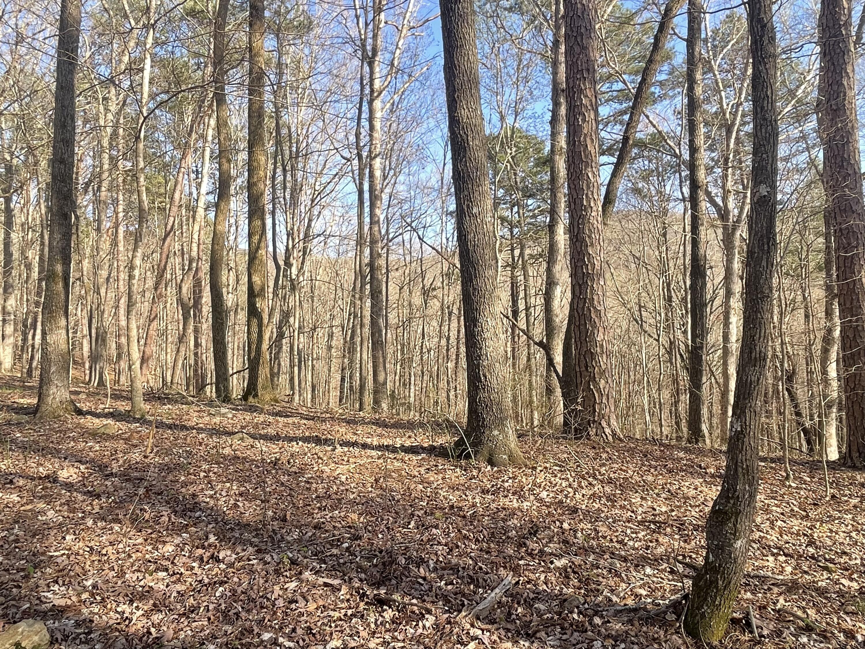 109 Homestead Road Whitwell, TN 37397 - Photo 117 of 130 BFC4FC69-1664-4A03-A059-05A1BA6EE85A