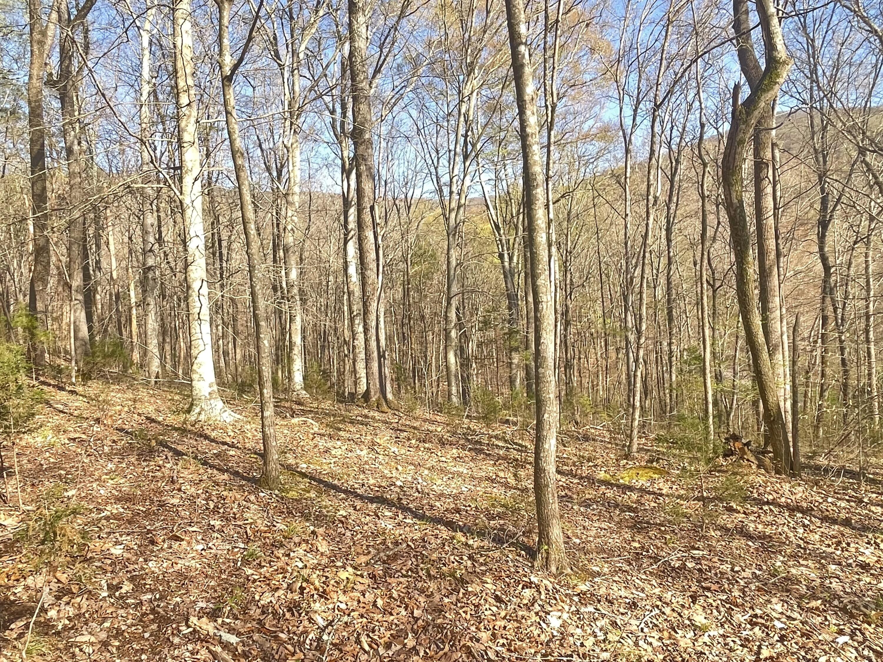 109 Homestead Road Whitwell, TN 37397 - Photo 123 of 130 AC0F6790-DD44-479A-93A7-C8C0BDD98777