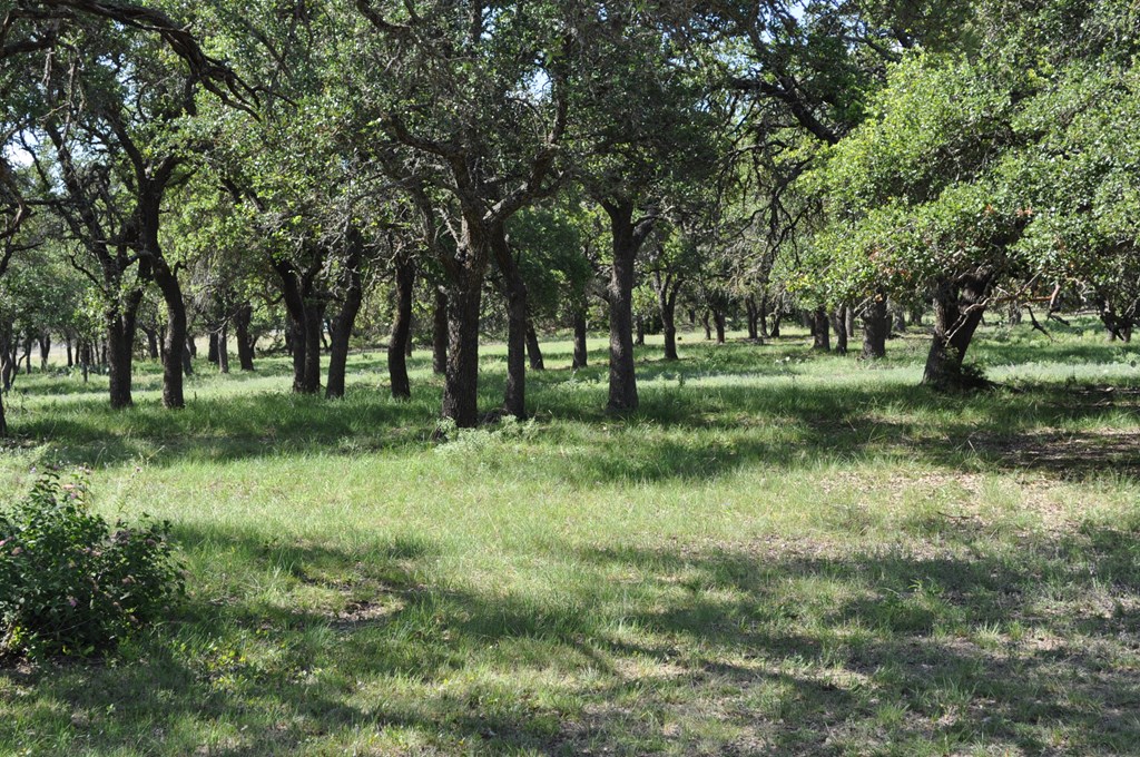 18043 Ranch To Market Road 479 Harper, TX 78631 - Photo 2 of 10 a view of outdoor space with green field and trees