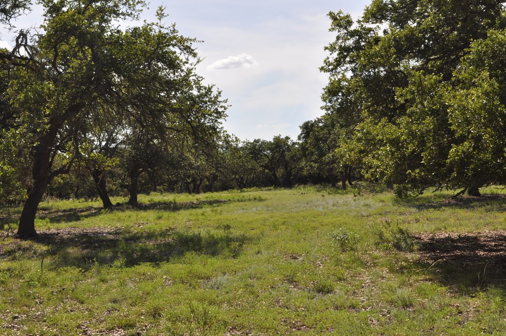 18043 Ranch To Market Road 479 Harper, TX 78631 - Photo 3 of 10 a view of a field with a tree