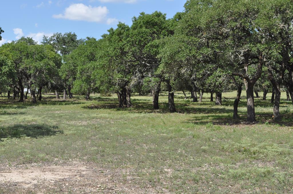 18043 Ranch To Market Road 479 Harper, TX 78631 - Photo 4 of 10 a view of park with trees