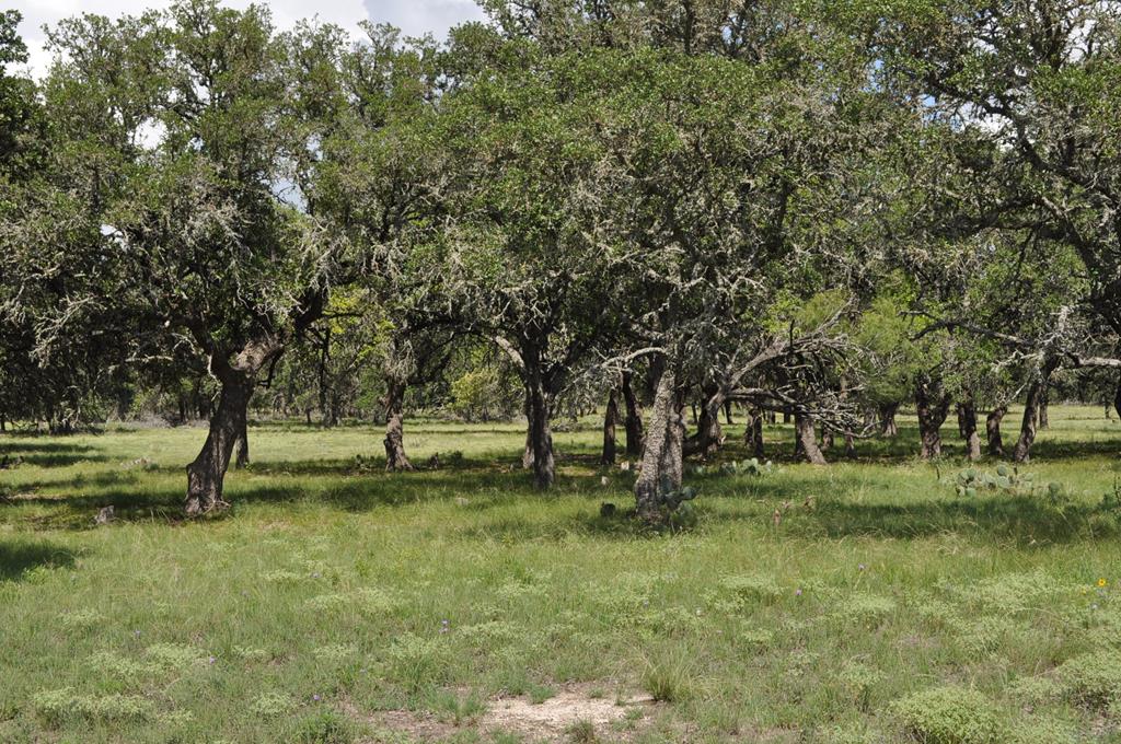 18043 Ranch To Market Road 479 Harper, TX 78631 - Photo 6 of 10 a view of a park with large trees