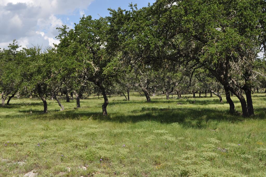 18043 Ranch To Market Road 479 Harper, TX 78631 - Photo 7 of 10 a view of a park with large trees