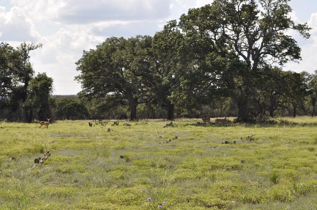 18043 Ranch To Market Road 479 Harper, TX 78631 - Photo 8 of 10 a view of a yard with trees