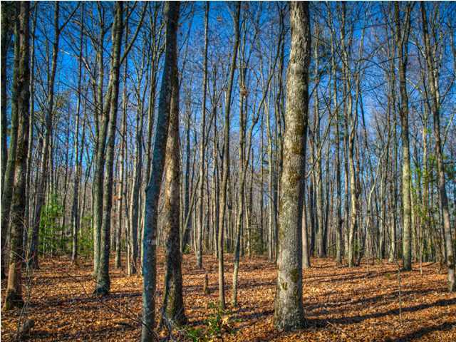 0 Fernleaf Lane, Unit LOT 40 Spring City, TN 37381 - Photo 6 of 20 Additional Photo