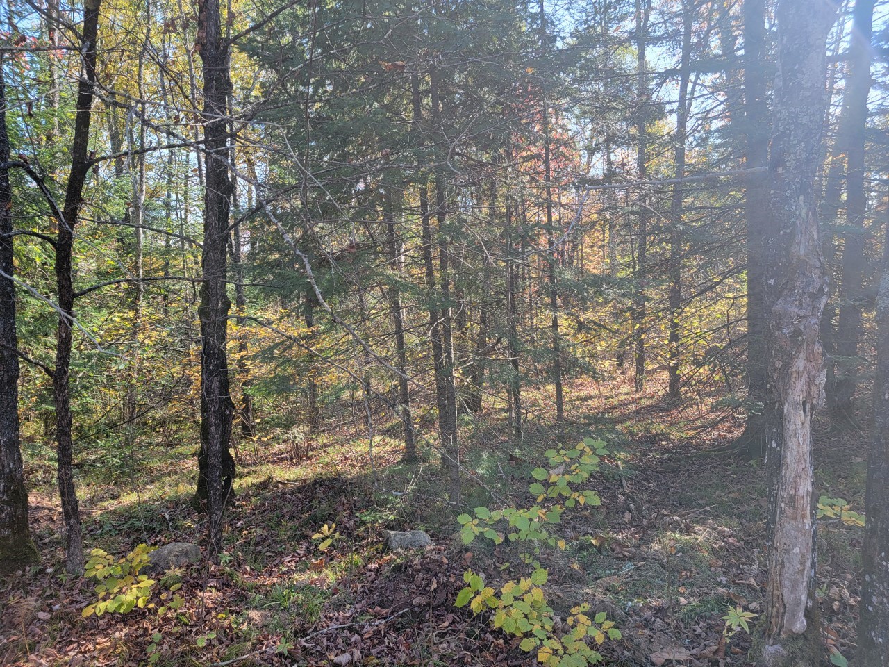 3789 West Indian Way Road Winter, WI 54896 - Photo 23 of 23