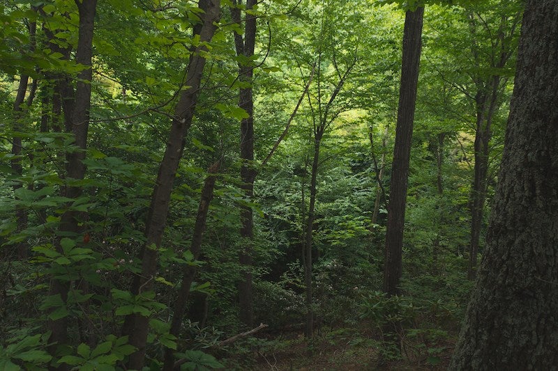 Tbd Belcher Mountain Road Woolwine, VA 24185 - Photo 12 of 25 Gallery Image 12