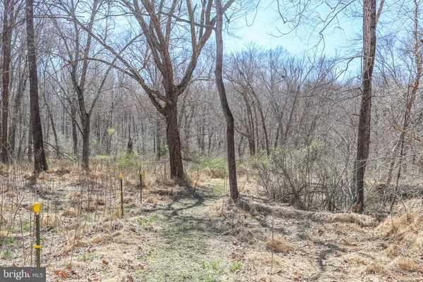 a backyard of a house with large trees