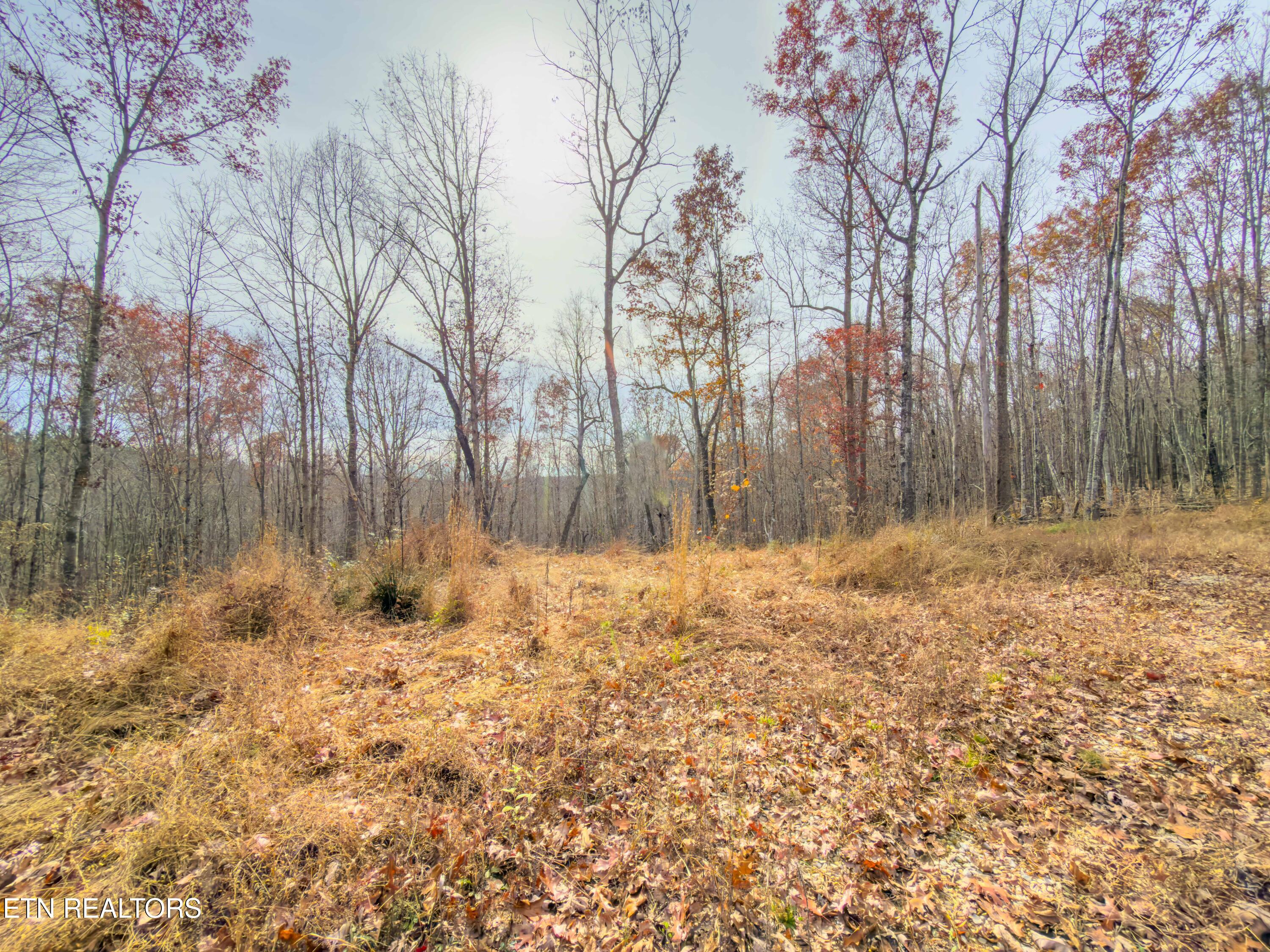 9745 Morgan County Highway Sunbright, TN 37872 - Photo 19 of 37 IMG_6479-Edit