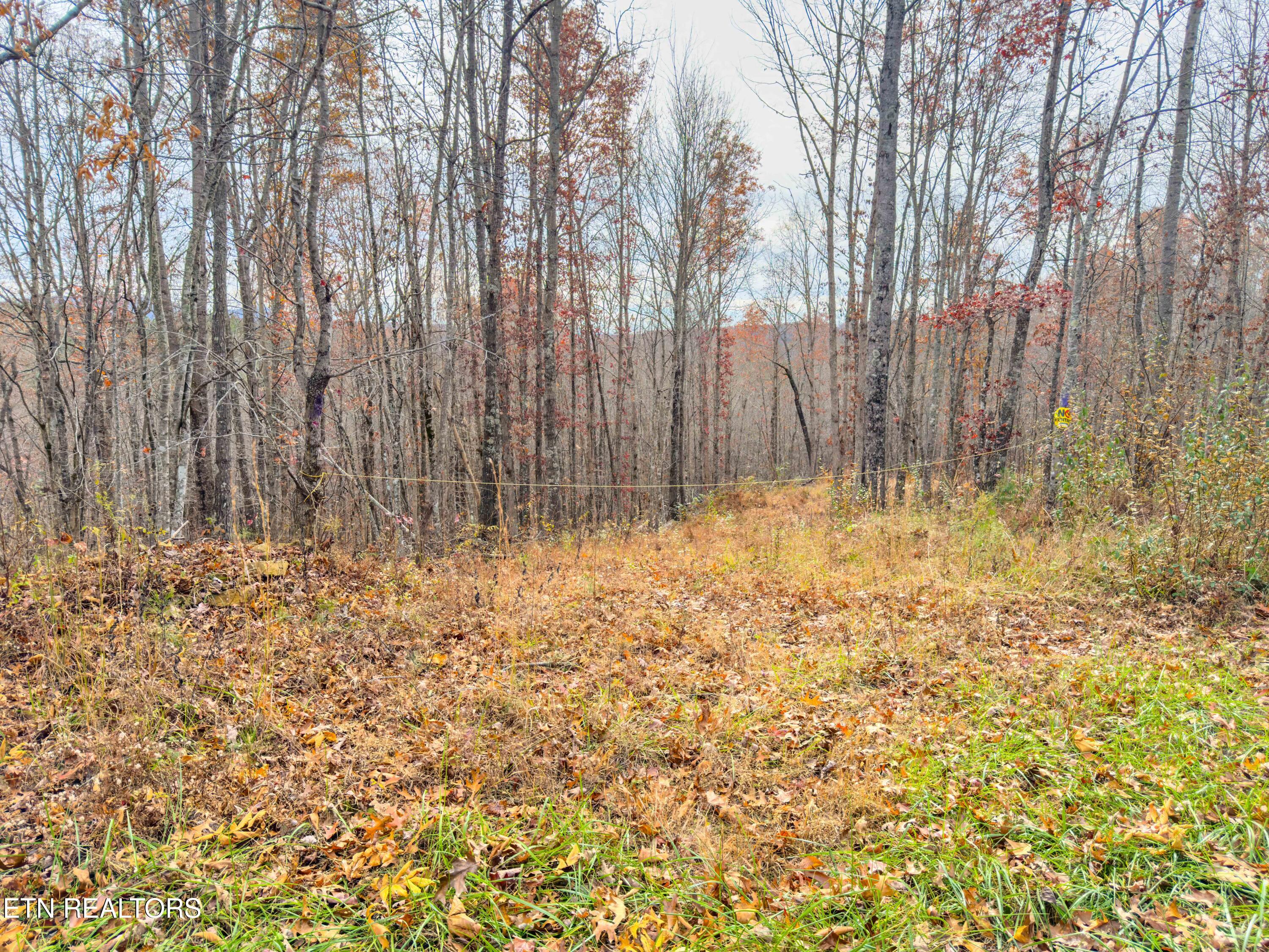 9745 Morgan County Highway Sunbright, TN 37872 - Photo 27 of 37 IMG_6489-Edit