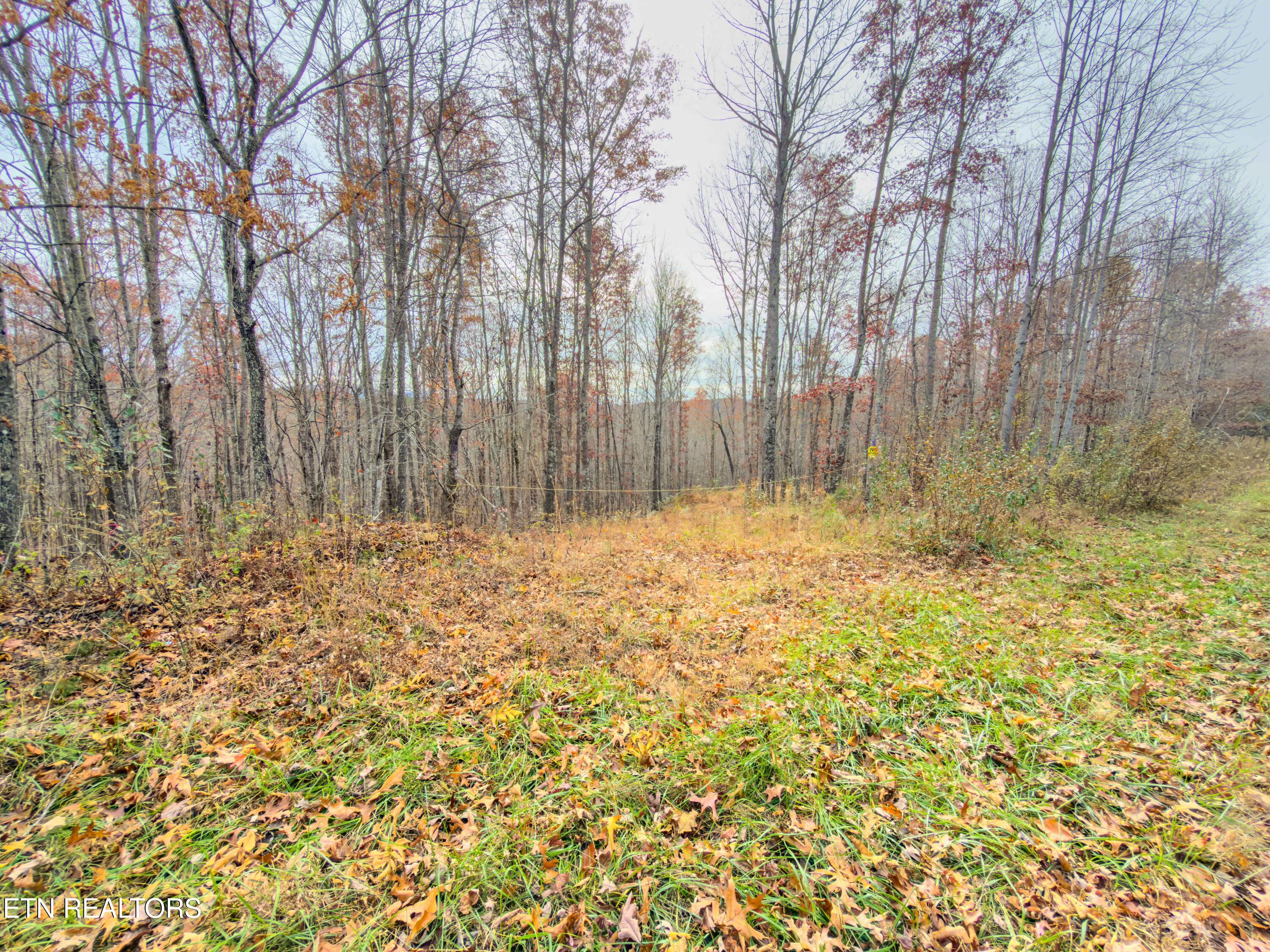 9745 Morgan County Highway Sunbright, TN 37872 - Photo 28 of 37 IMG_6490-Edit