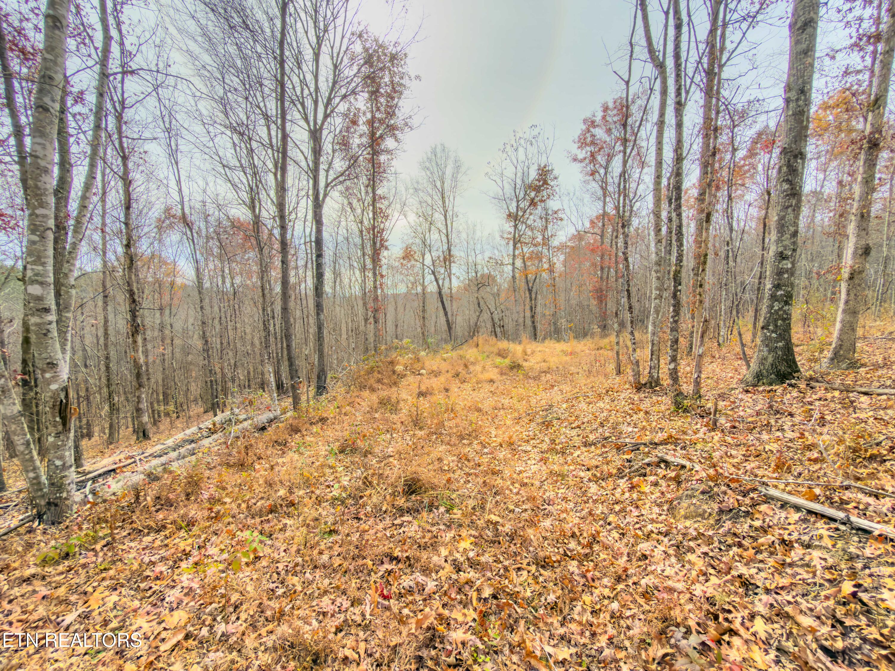 9745 Morgan County Highway Sunbright, TN 37872 - Photo 29 of 37 IMG_6491-Edit