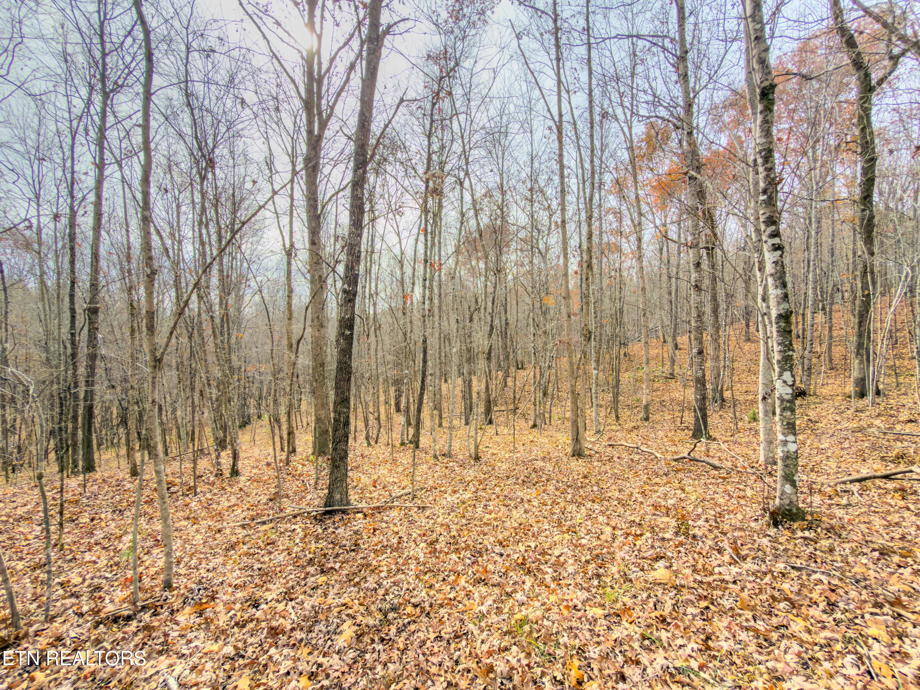 9745 Morgan County Highway Sunbright, TN 37872 - Photo 33 of 37 IMG_6495-Edit