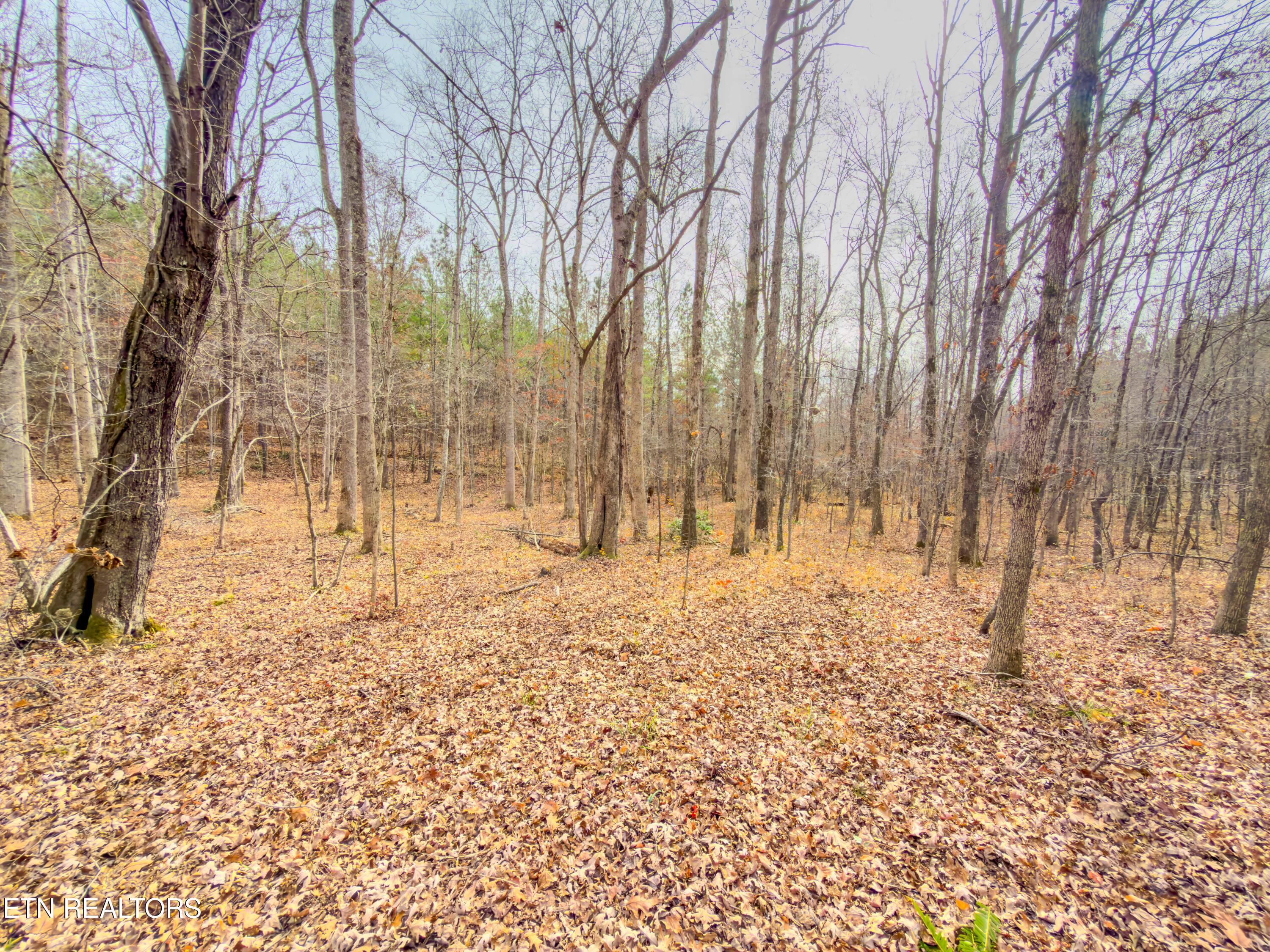 9745 Morgan County Highway Sunbright, TN 37872 - Photo 35 of 37 IMG_6497-Edit